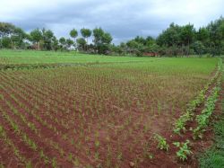 Terrain2